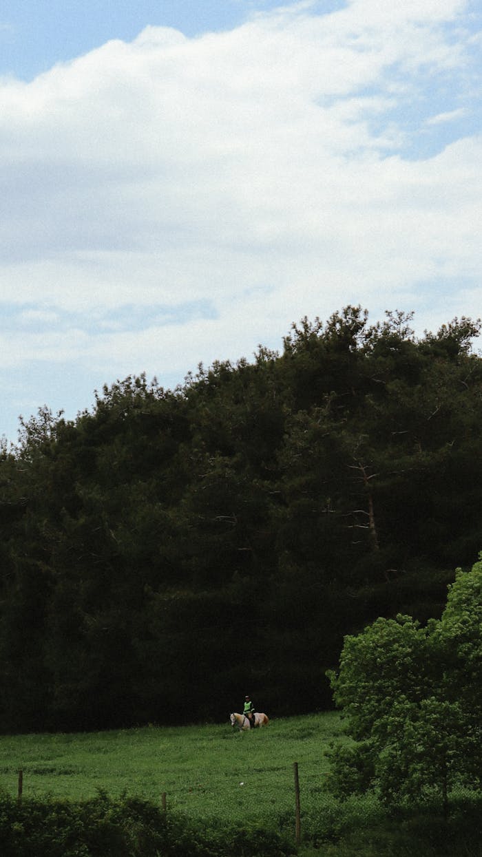 A person enjoys a serene horseback ride in a lush, green forest setting under a cloudy sky.